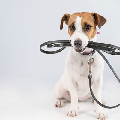 Hunde müssen in der freien Landschaft an die Leine