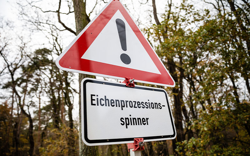 Von Mai bis Ende Juli/Anfang August ist mit einem vermehrten Auftreten des Eichenprozessionsspinners (EPS) zu rechnen.