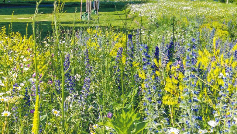 Für ein spätsommerliches Bienenparadies