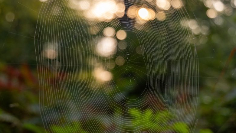 Im Bestimmungskurs „Spinnen“ sind noch Plätze frei