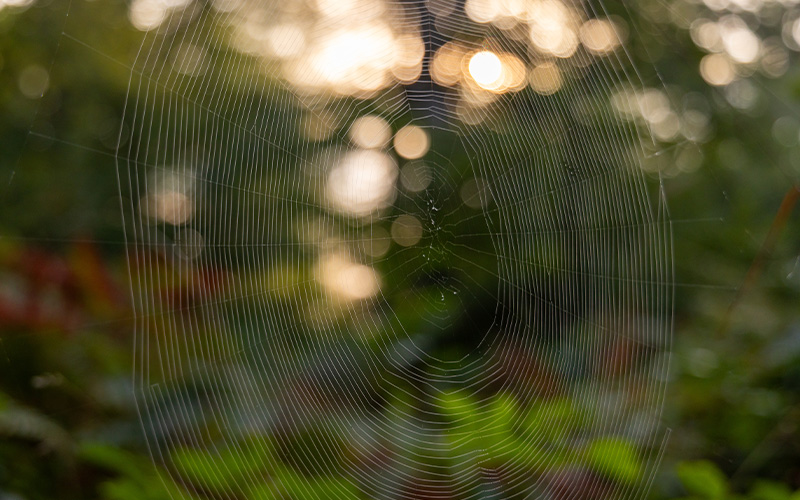 Im Naturerlebniszentrum Haus Entenfang, Nehrkornweg 2, wird am Freitag, 23. August und am Samstag, 24. August ein Bestimmungskurs für Spinnen angeboten.