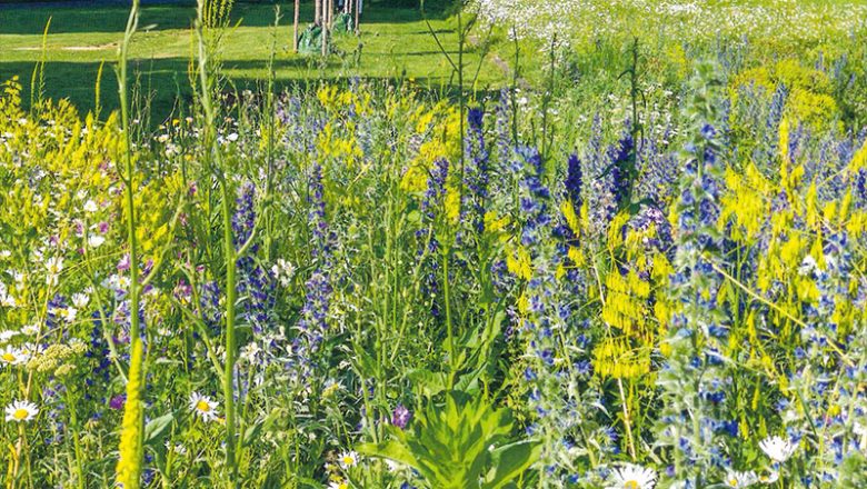 Buntes Blütenmeer für Braunschweig