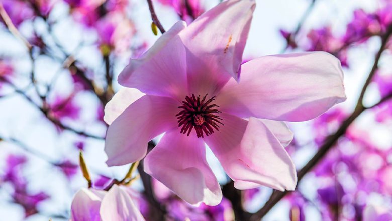 Ganz in weiß: Magnolienblüte in der Roonstraße beginnt