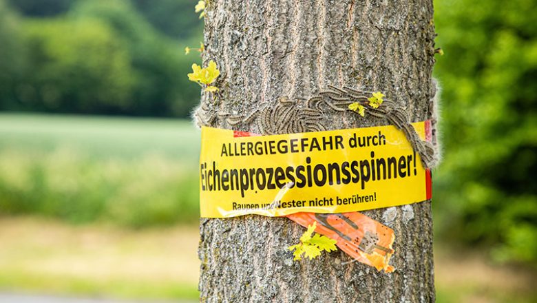 Eichenprozessionsspinner: Vorsichtsmaßnahmen und Meldehinweise
