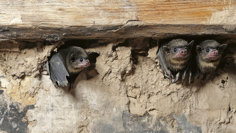 Fledermausexkursionen im Naturschutzgebiet Riddagshausen
