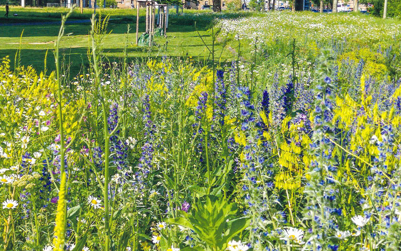 Lautes Summen und wildes Treiben erfüllt zu dieser Jahreszeit die Parks und Gärten in der City of Lions - Spätsommerliches Bienenglück im Garten.