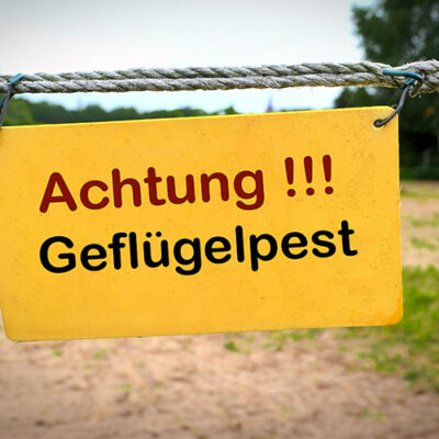 Ausbrüche von Geflügelpest in Niedersachsen