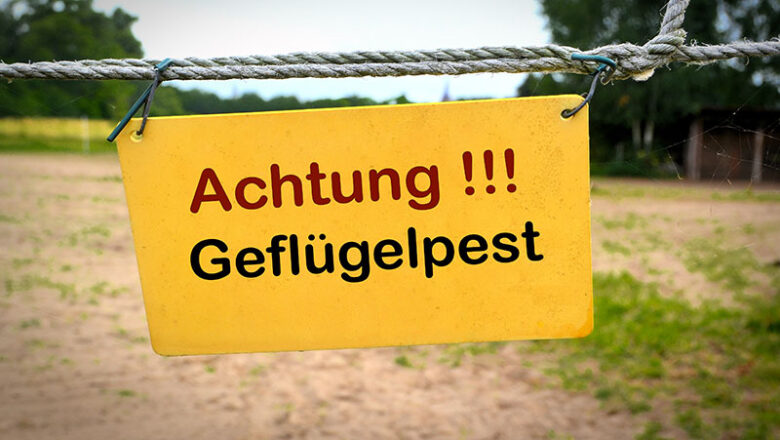 Ausbrüche von Geflügelpest in Niedersachsen