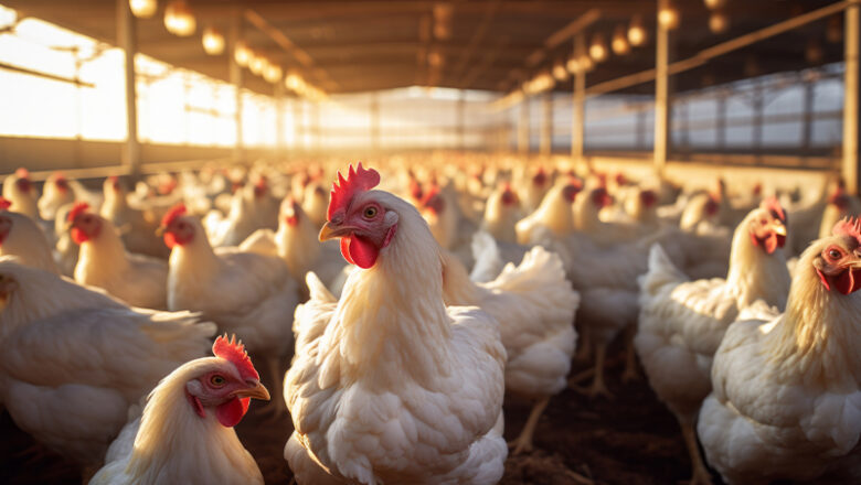Aufstallungspflicht für große Geflügelhaltungen