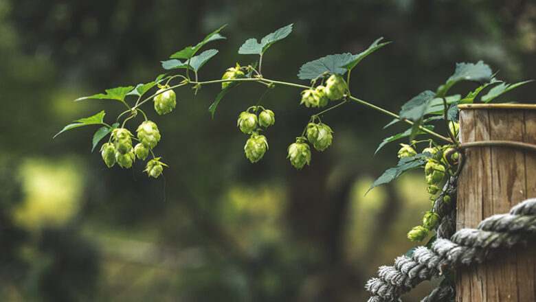 Arbeitseinsatz im Naturschutzgebiet Riddagshausen