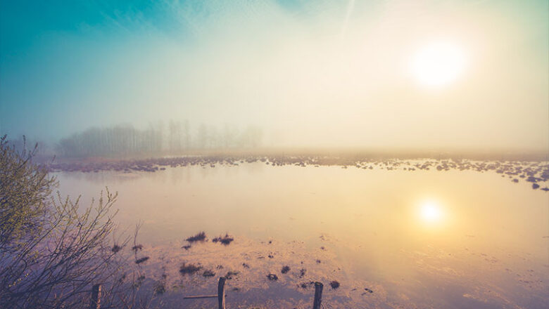Wintervögel auf den Teichen