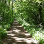 Naturkundliche Führung im Naturschutzgebiet Riddagshausen: Lebewesen im Totholz