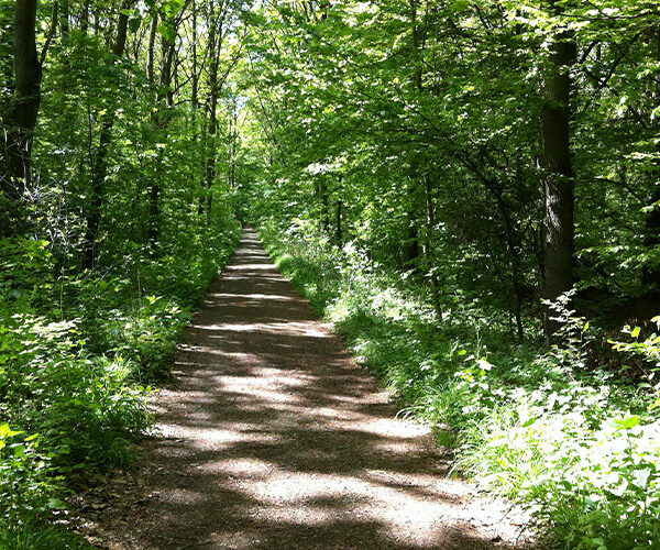 Naturkundliche Führung im Naturschutzgebiet Riddagshausen: Lebewesen im Totholz