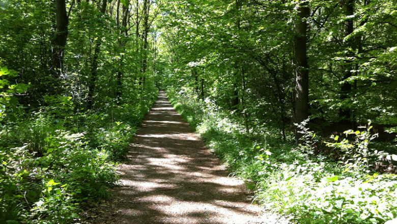 Naturkundliche Führung im Naturschutzgebiet Riddagshausen: Lebewesen im Totholz