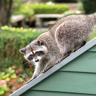 Wenn Waschbären zu Plagegeistern werden