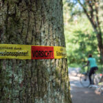 Eichenprozessionsspinner: Vorsichtsmaßnahmen und Meldehinweise