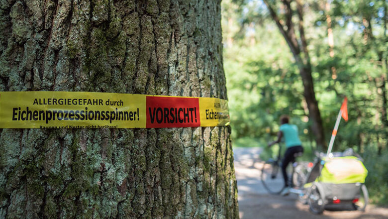 Eichenprozessionsspinner: Vorsichtsmaßnahmen und Meldehinweise