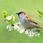 Vogelstimmenwanderung für Frühaufsteher in Riddagshausen