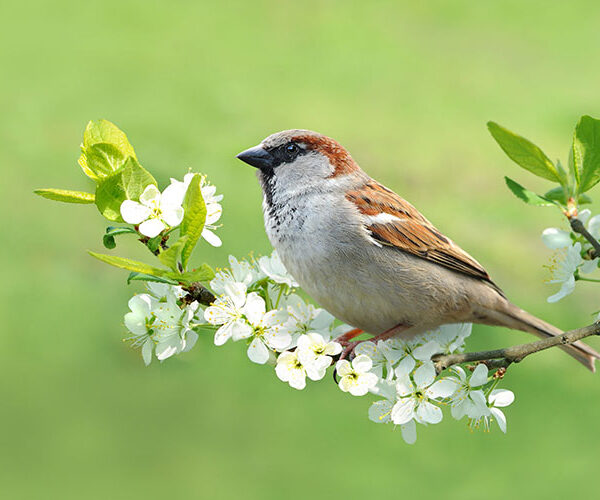 Vogelstimmenwanderung für Frühaufsteher in Riddagshausen