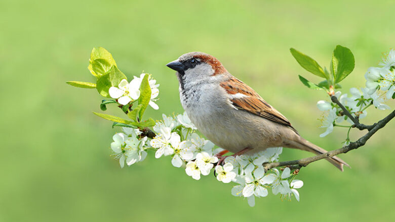 Vogelstimmenwanderung für Frühaufsteher in Riddagshausen