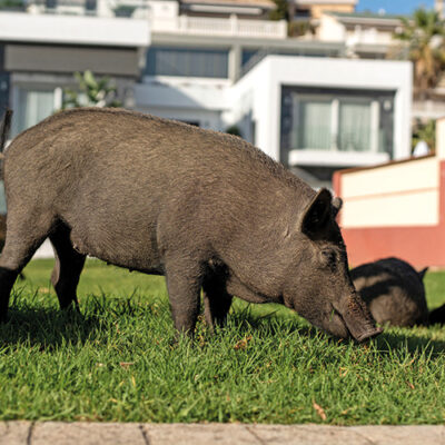 Schweinerei im Garten