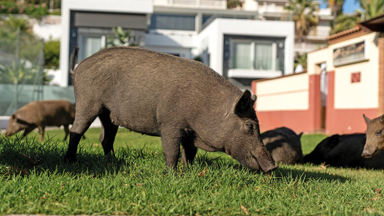 Schweinerei im Garten