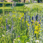 Wilden Bienen und Hummeln etwas Gutes tun