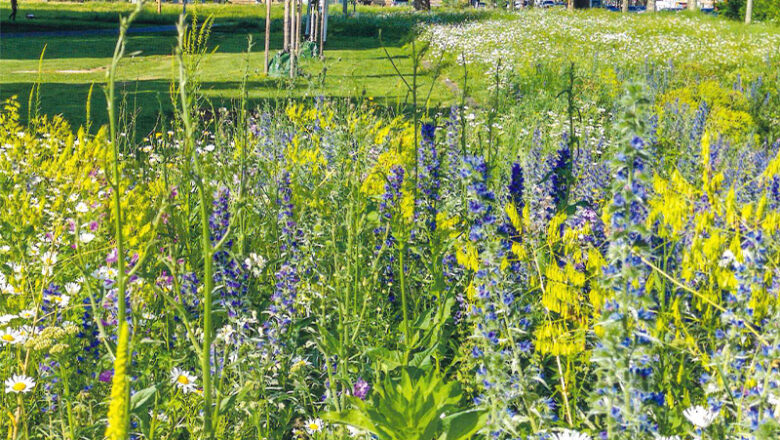 Wilden Bienen und Hummeln etwas Gutes tun